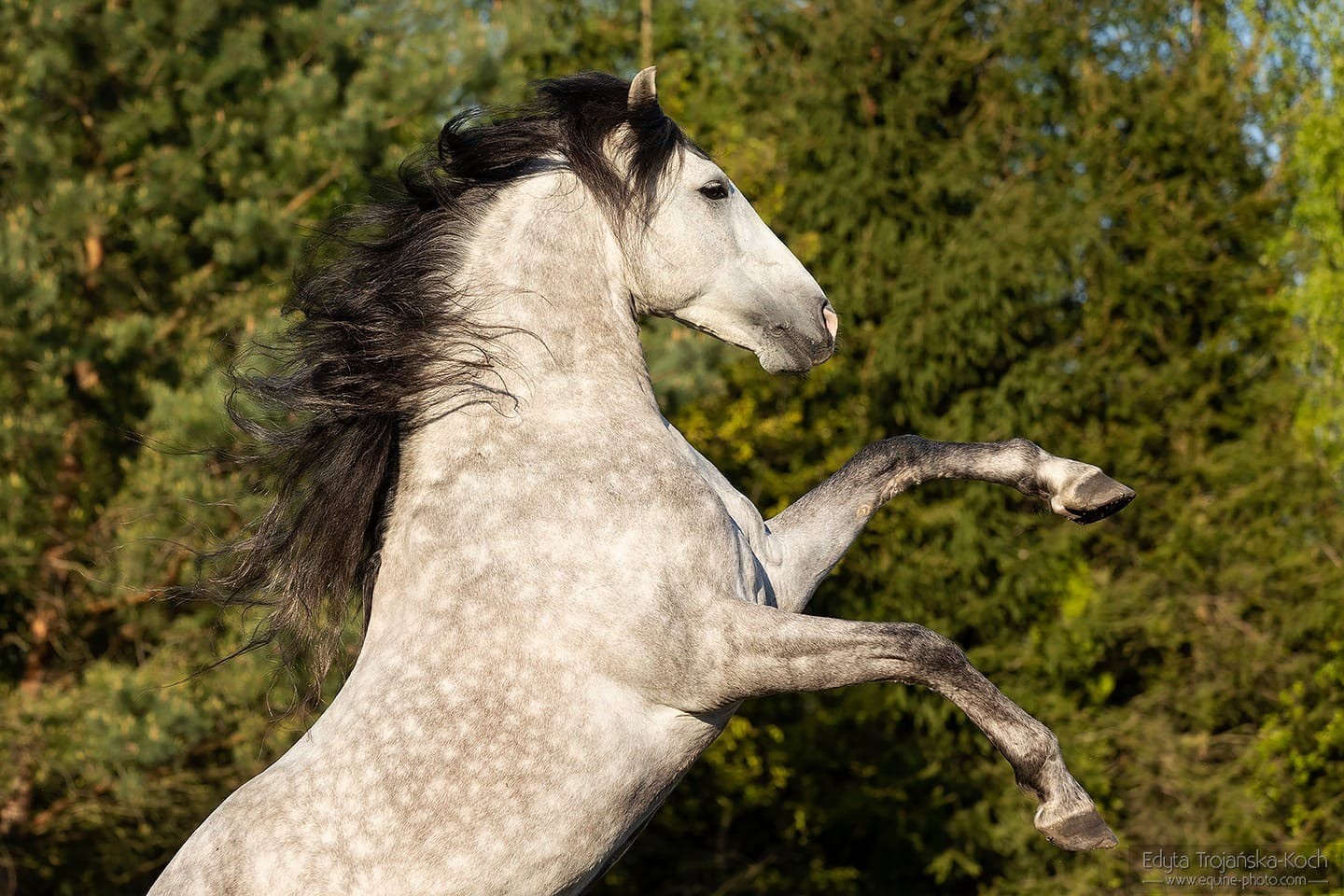 Cabriola- koński aktor pokazów konnych