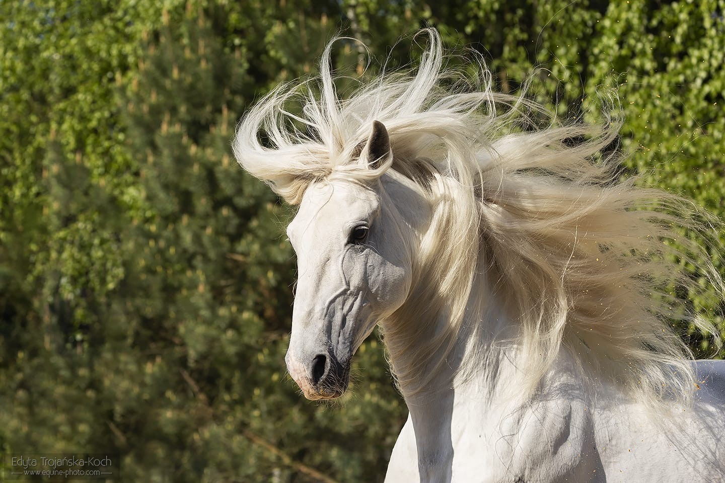 Damasco - końki aktor pokazów konnych