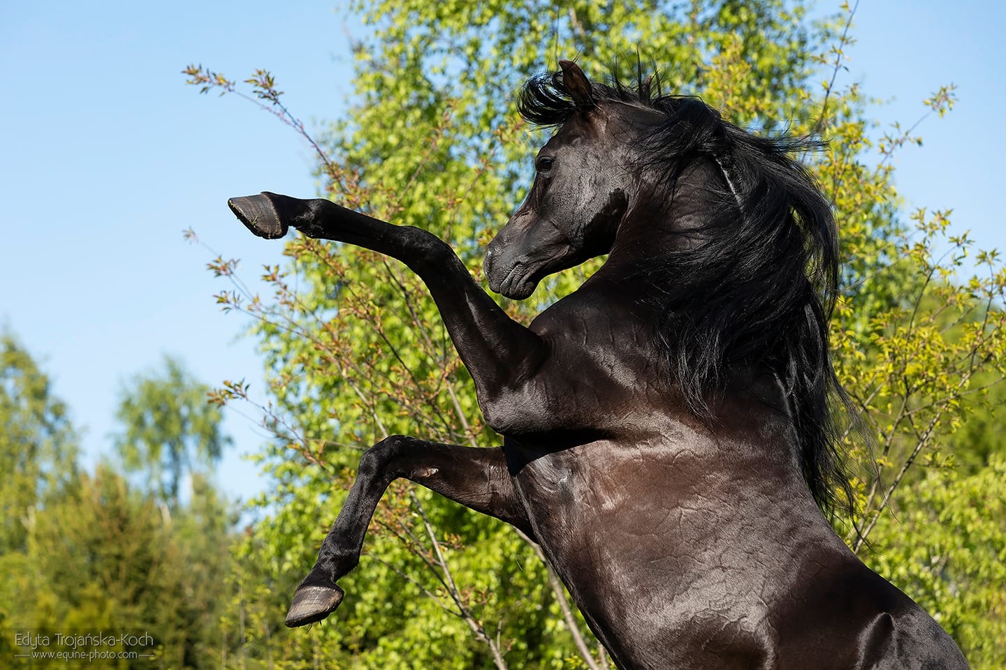 Galib - koński aktor pokazów konnych