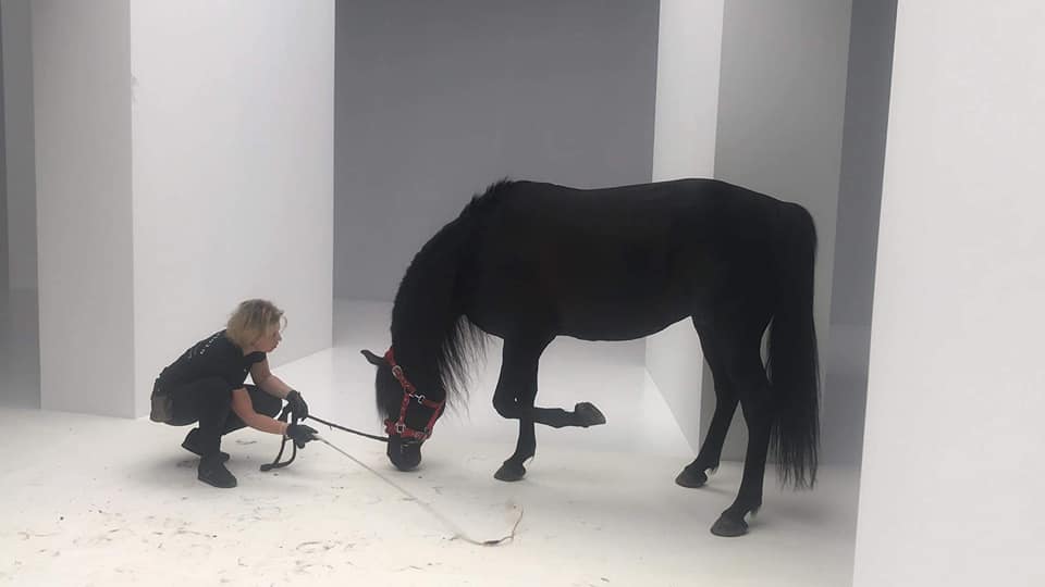 Sesja reklamowa z udziałem konia z teatru Konnego Cabriola