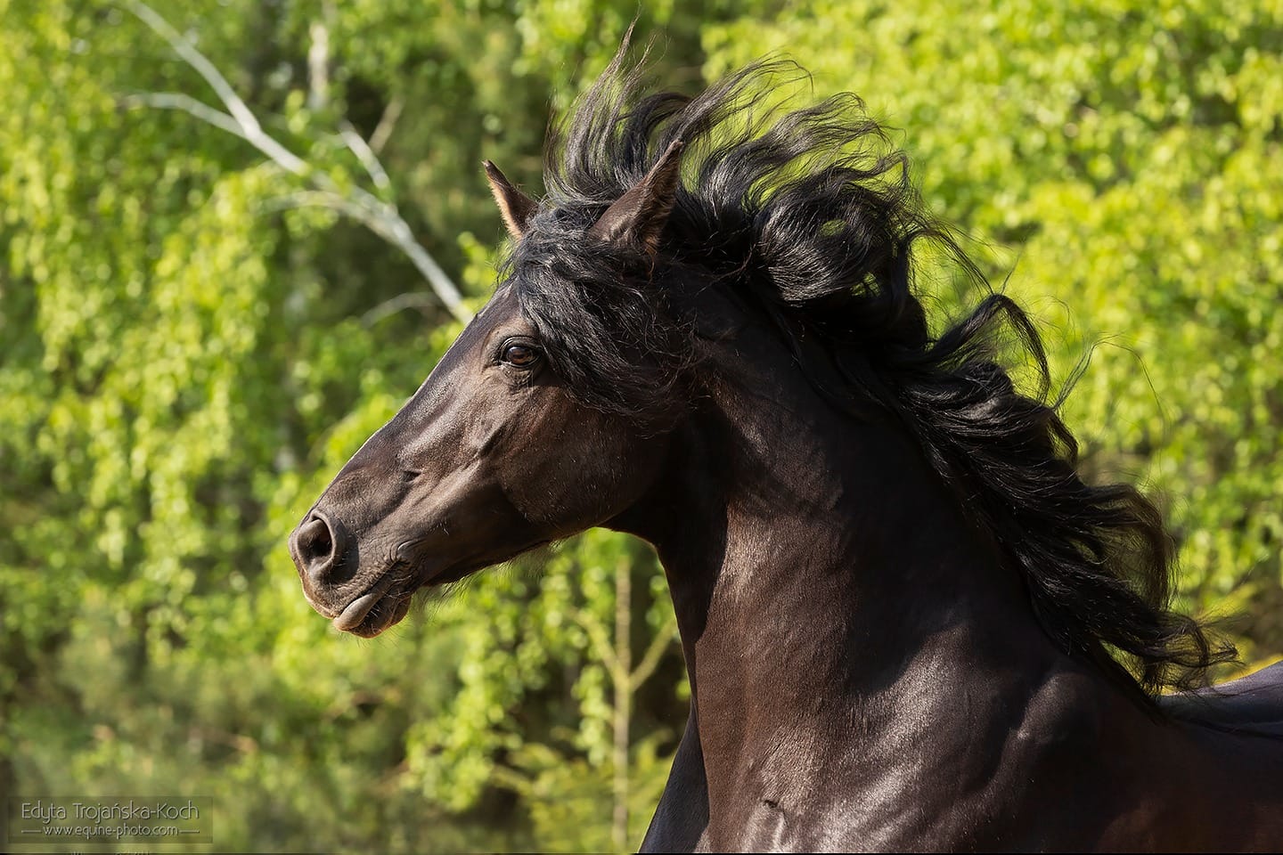 Głowa konia - klaczy fryzyjskiej