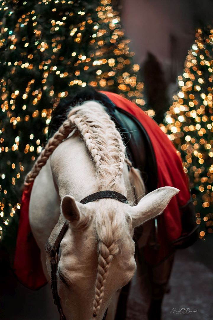 sesja świąteczna z koniem