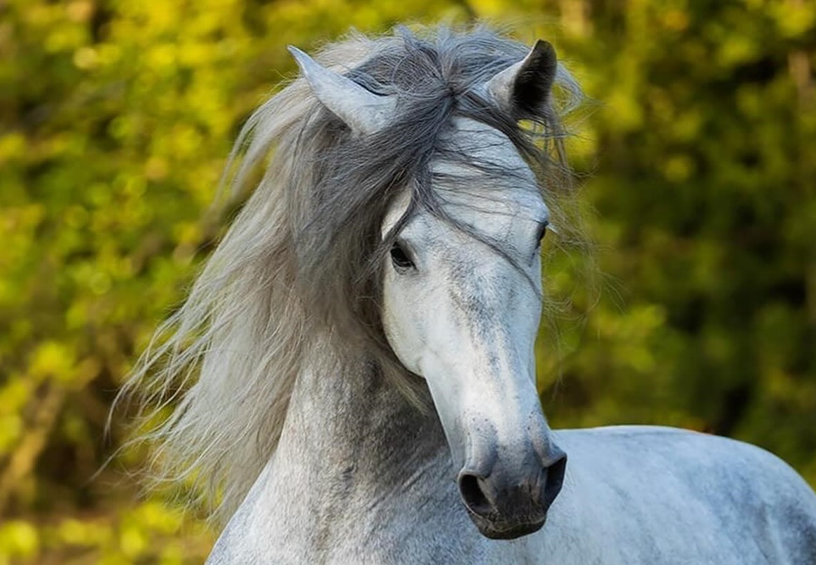 Antologico - ogier PRE