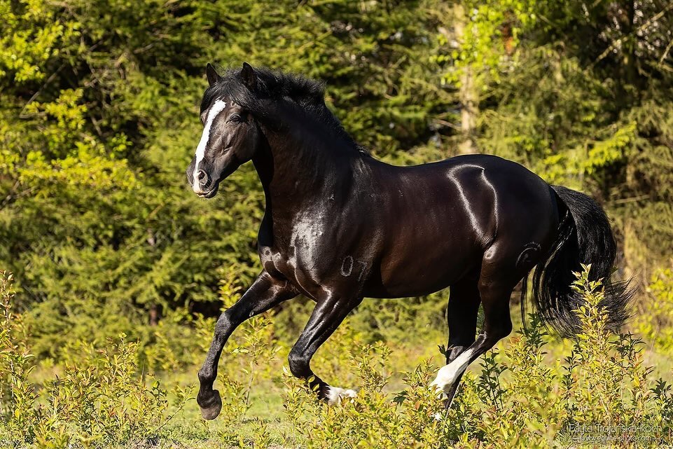 koń Cabriola na sesji zdjeciowej